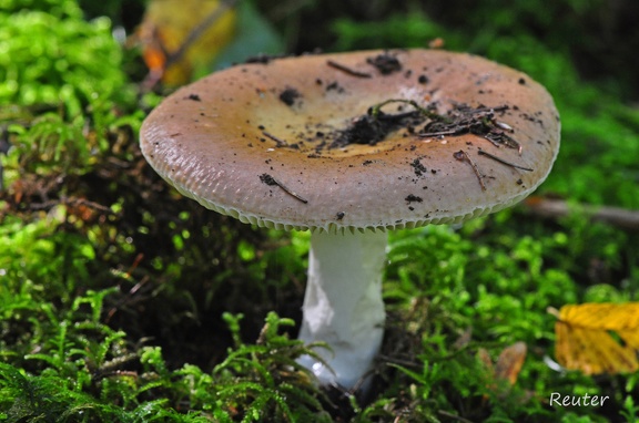 Gold-Täubling (Russula aurea)